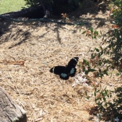 Papilio aegeus at Lade Vale, NSW - 22 Mar 2024