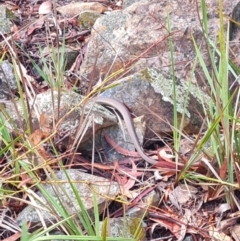 Pseudonaja textilis (Eastern Brown Snake) at Gungaderra Grasslands - 20 Mar 2024 by WalkYonder