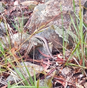 Pseudonaja textilis at Gungaderra Grasslands - 20 Mar 2024