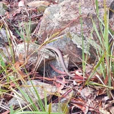 Pseudonaja textilis (Eastern Brown Snake) at Gungaderra Grasslands - 19 Mar 2024 by WalkYonder
