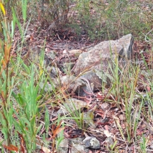 Pseudonaja textilis at Gungaderra Grasslands - 20 Mar 2024