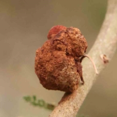 Uromycladium sp. (A gall forming rust fungus) at Bruce Ridge - 20 Mar 2024 by ConBoekel