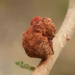 Uromycladium (genus) (A gall forming rust fungus) at Bruce Ridge - 20 Mar 2024 by ConBoekel