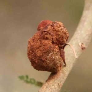 Uromycladium sp. at Bruce Ridge - 20 Mar 2024