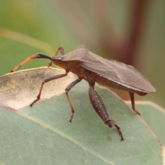 Amorbus sp. (genus) (Eucalyptus Tip bug) at Bruce Ridge - 20 Mar 2024 by ConBoekel