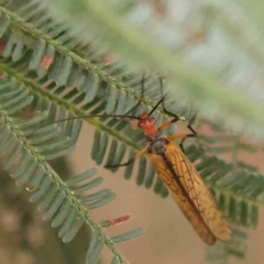 Chorista australis (Autumn scorpion fly) at Bruce Ridge - 20 Mar 2024 by ConBoekel