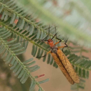 Chorista australis at Bruce Ridge - 20 Mar 2024