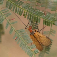 Chorista australis at Bruce Ridge - 20 Mar 2024