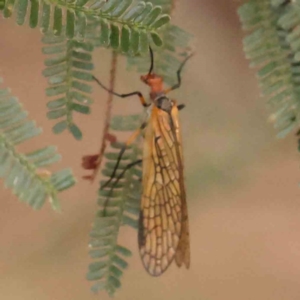 Chorista australis at Bruce Ridge - 20 Mar 2024