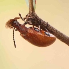 Ecnolagria grandis (Honeybrown beetle) at Bruce Ridge - 20 Mar 2024 by ConBoekel