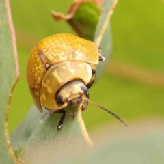 Paropsisterna cloelia (Eucalyptus variegated beetle) at Bruce Ridge - 20 Mar 2024 by ConBoekel