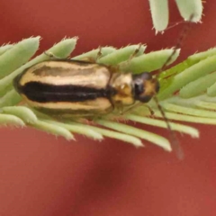 Monolepta froggatti (Leaf beetle) at Bruce Ridge - 20 Mar 2024 by ConBoekel