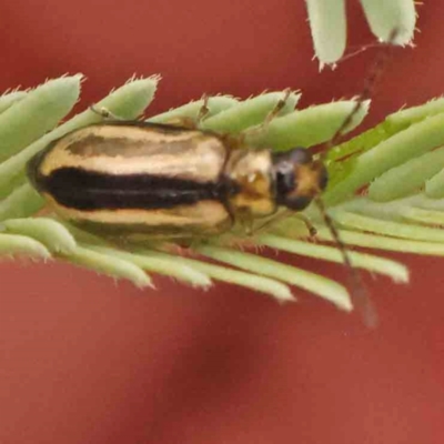 Monolepta froggatti (Leaf beetle) at Bruce Ridge - 20 Mar 2024 by ConBoekel