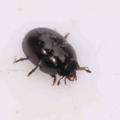 Unidentified Other beetle at Bruce Ridge - 20 Mar 2024 by ConBoekel