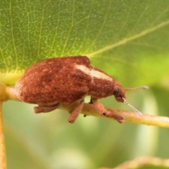 Gonipterus scutellatus (Eucalyptus snout beetle, gum tree weevil) at Bruce Ridge - 20 Mar 2024 by ConBoekel