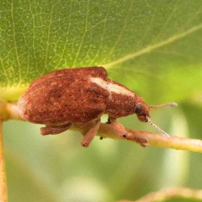 Gonipterus scutellatus (Eucalyptus snout beetle, gum tree weevil) at Bruce Ridge - 20 Mar 2024 by ConBoekel