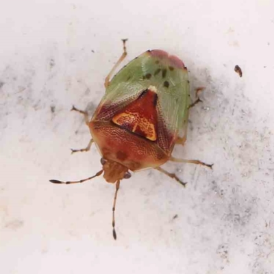 Eupolemus angularis (Acanthosomatid bug) at Bruce Ridge - 20 Mar 2024 by ConBoekel