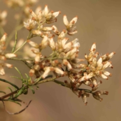 Cassinia quinquefaria (Rosemary Cassinia) at Bruce Ridge - 20 Mar 2024 by ConBoekel