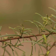 Cassinia quinquefaria at Bruce Ridge - 20 Mar 2024