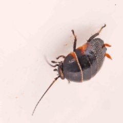 Ellipsidion australe (Austral Ellipsidion cockroach) at Bruce Ridge - 20 Mar 2024 by ConBoekel