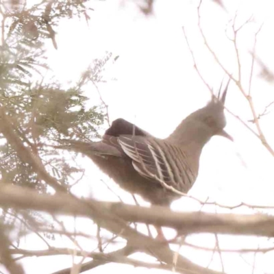 Ocyphaps lophotes (Crested Pigeon) at Bruce Ridge - 20 Mar 2024 by ConBoekel