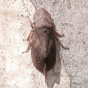 Ledromorpha planirostris at Bruce Ridge - 20 Mar 2024