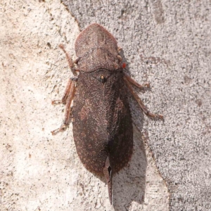 Ledromorpha planirostris at Bruce Ridge - 20 Mar 2024