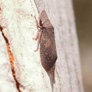 Ledromorpha planirostris at Bruce Ridge - 20 Mar 2024 02:24 PM