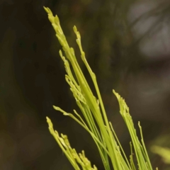 Exocarpos cupressiformis (Cherry Ballart) at Bruce Ridge - 20 Mar 2024 by ConBoekel