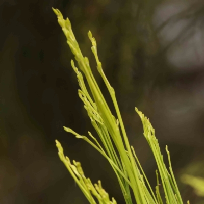 Exocarpos cupressiformis (Cherry Ballart) at O'Connor, ACT - 20 Mar 2024 by ConBoekel