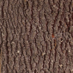 Exocarpos cupressiformis at Bruce Ridge - 20 Mar 2024