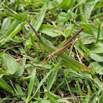 Acrida conica (Giant green slantface) at Braidwood, NSW - 22 Mar 2024 by MatthewFrawley