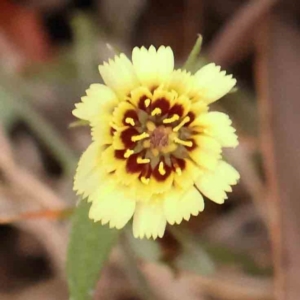 Tolpis barbata at Bruce Ridge - 20 Mar 2024