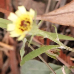 Tolpis barbata at Bruce Ridge - 20 Mar 2024