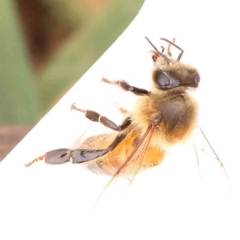 Apis mellifera (European honey bee) at Bruce Ridge - 20 Mar 2024 by ConBoekel