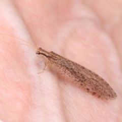 Stenosmylus tenuis (Osmylid lacewing) at Bruce Ridge - 20 Mar 2024 by ConBoekel