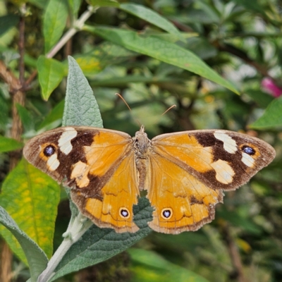 Heteronympha merope (Common Brown Butterfly) at Braidwood, NSW - 22 Mar 2024 by MatthewFrawley