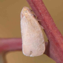 Anzora unicolor (Grey Planthopper) at O'Connor, ACT - 20 Mar 2024 by ConBoekel