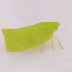 Siphanta acuta (Green planthopper, Torpedo bug) at Bruce Ridge - 20 Mar 2024 by ConBoekel