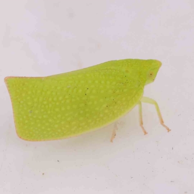 Siphanta acuta (Green planthopper, Torpedo bug) at Bruce Ridge - 20 Mar 2024 by ConBoekel