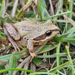 Litoria verreauxii verreauxii (Whistling Tree-frog) at Braidwood, NSW - 22 Mar 2024 by MatthewFrawley