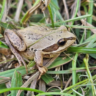 Litoria verreauxii verreauxii (Whistling Tree-frog) at Braidwood, NSW - 22 Mar 2024 by MatthewFrawley