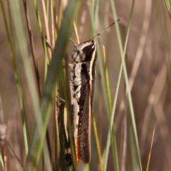Macrotona australis (Common Macrotona Grasshopper) at Bruce Ridge - 20 Mar 2024 by ConBoekel