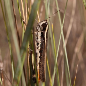 Macrotona australis at Bruce Ridge - 20 Mar 2024