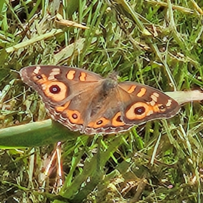 Junonia villida (Meadow Argus) at QPRC LGA - 22 Mar 2024 by MatthewFrawley