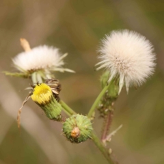 Sonchus asper (Prickly Sowthistle) at Bruce Ridge - 20 Mar 2024 by ConBoekel