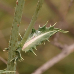 Sonchus asper at Bruce Ridge - 20 Mar 2024 01:04 PM