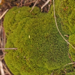 Unidentified Moss, Liverwort or Hornwort at Bruce Ridge - 20 Mar 2024 by ConBoekel