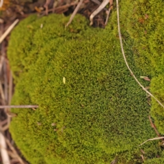 Unidentified Moss, Liverwort or Hornwort at O'Connor, ACT - 20 Mar 2024 by ConBoekel
