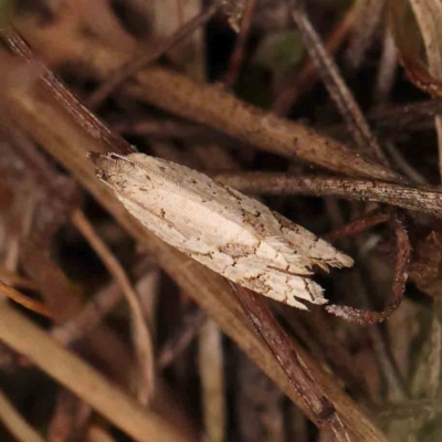 Vacuana vacuana (A Tortricid moth (Tortricinae)) at Bruce Ridge - 20 Mar 2024 by ConBoekel